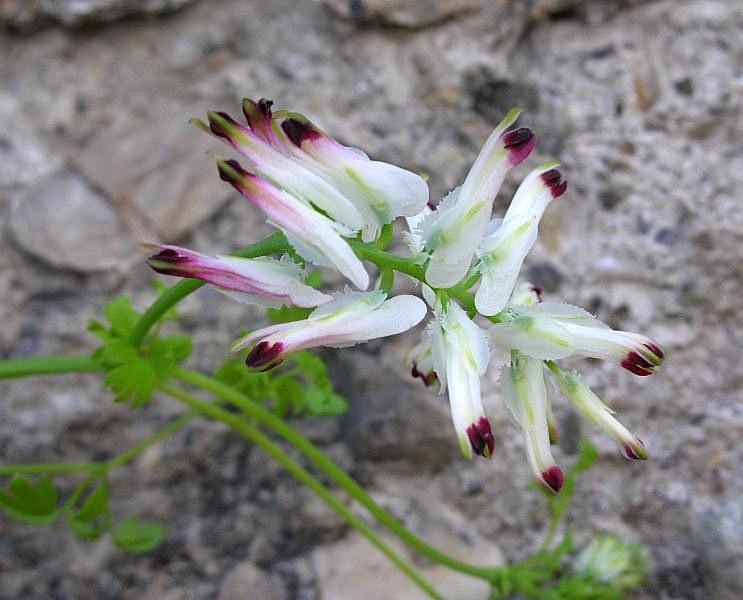 Fumaria capreolata / Fumaria bianca